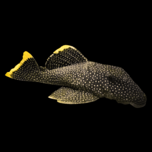 L81 Queen Fine Spot Golden Nugget Pleco Baryancistrus Sp. Cf. Xanthellus