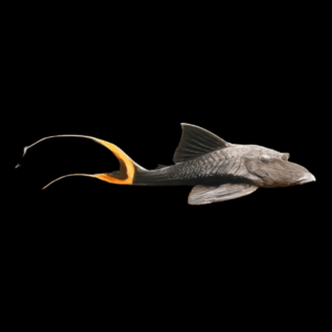 L90a Ojo Chico Papa Pleco Panaque Bathyphilus 10cm