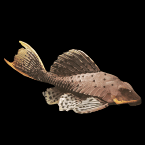 L95 Orange Cheek Pinecone Pleco Pseudorinelepis Sp