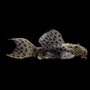 L96 Spotted Cactus Pleco Pseudacanthicus Spinosus 6cm