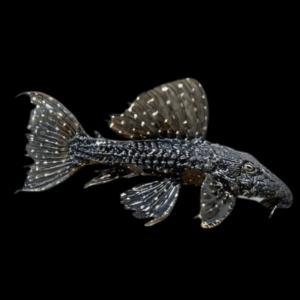 L97 Black White Spot Cactus Pleco Pseudacanthicus Sp.