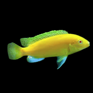 Labidochromis Caeruleus Yellow Albino Malawi African Cichlid Small 2 Inches
