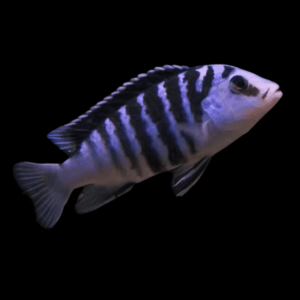 Labidochromis Chisumulae Malawi African Cichlid Small 2 Inches
