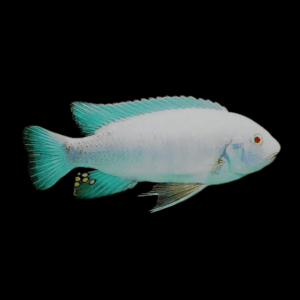 Labidochromis Fuelleborni Albino Malawi African Cichlid Small 2 Inches