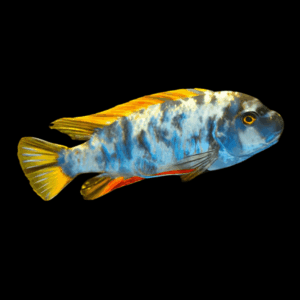 Labidochromis Fuelleborni Orange Blotch Malawi African Cichlid Small 2 Inches