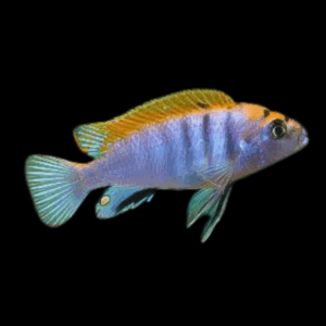 Labidochromis Hongi Red Top Malawi African Cichlid Small 2 Inches