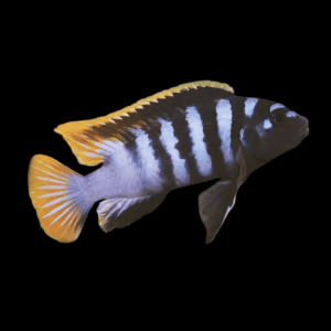 Labidochromis Mbamba Yellow Fin Malawi African Cichlid Small 2 Inches