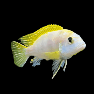Labidochromis Pearlmutt Malawi African Cichlid Small 2 Inches