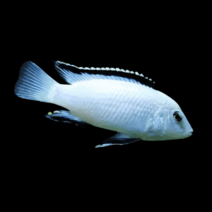 Labidochromis White Tanzanian Malawi African Cichlid Small 2 Inches