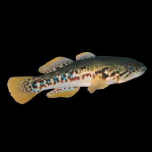 Lake Mbuta Gudgeon Mogurnda Mbuta 5cm