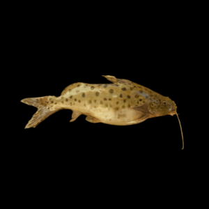Lake Rukwa Catfish Synodontis Rukwaensis 10cm
