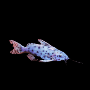 Lake Victoria Catfish Synodontis Victoriae 5cm