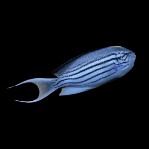 Lamark Angelfish Genicanthus Lamarck