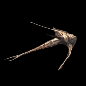 Sturgeon Kite Whiptail Catfish Lamontichthys Filamentosus 10cm