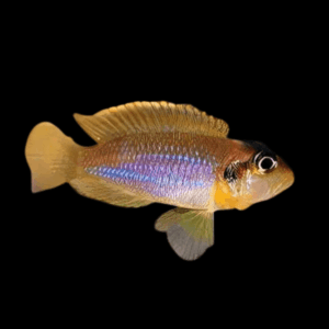 Lamprologus Occelatus Blue Tanganyikan African Cichlids 3cm