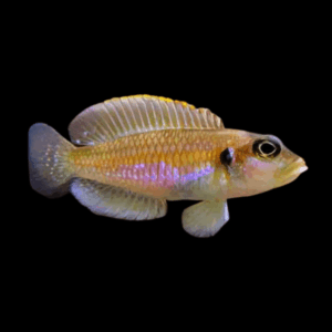Lamprologus Occelatus Gold Tanganyikan African Cichlids 3cm