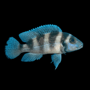 Lamprologus Tretocephalus Tanganyikan African Cichlids 5cm