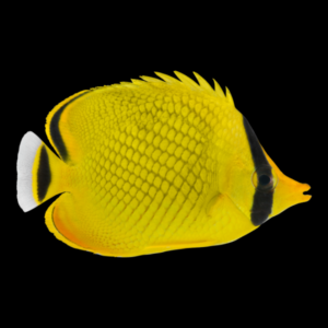 Latticed Butterfly Fish Chaetodon Rafflesii