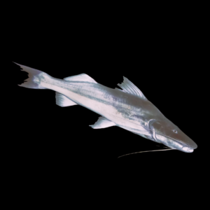 Laulao Piramutaba Catfish Brachyplatystoma Vaillantii 10cm