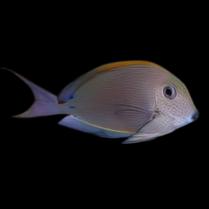Lavender Tang Acanthurus Nigrofuscus
