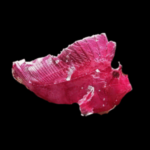 Leaf Scorpion Fish Taenianotus Triacanthus 8cm