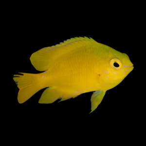 Lemon Damsel Amblyglyphidodon Aureus