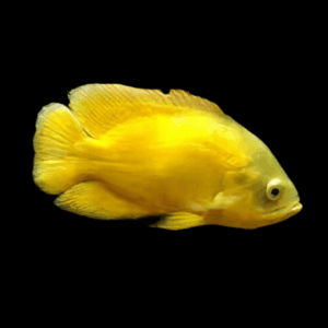 Lemon Oscar Yellow Astronotus Ocellatus