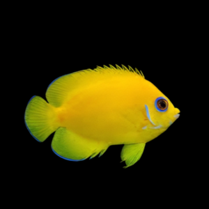 Lemon Peel Dwarf Angelfish Centropyge Flavissima