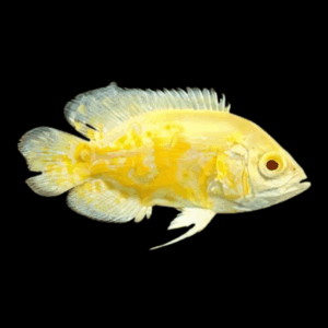 Lemon Tiger Oscar Yellow Astronotus Ocellatus
