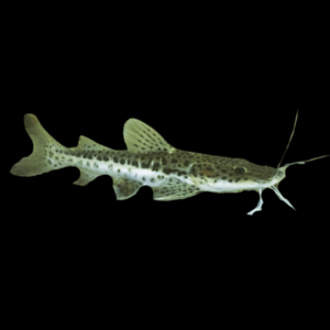 Leopard Catfish Hybrid Red Tailed Catfish x Tiger Shovelnose Catfish 10cm