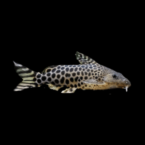 Leopard Catfish Synodontis Pardalis 5cm