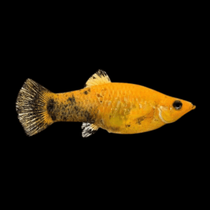 Leopard Molly Poecilia Sphenops 3cm