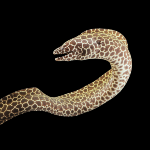 Leopard Moray Eel Gymnothorax Favagineus