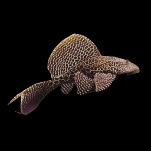 Leopard Sail Fin Pleco Pterygoplichthys Gibbiceps
