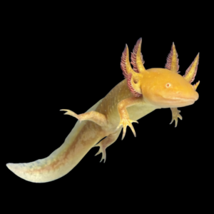 Leucistic Golden Red Eye Axolotl Ambystoma Mexicanum