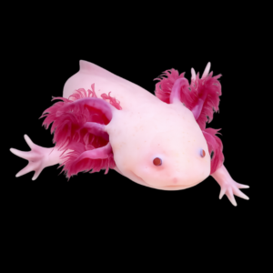 Leucistic Pink Red Eye Axolotl Ambystoma Mexicanum