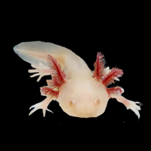 Leucistic White Red Eye Axolotl Ambystoma Mexicanum