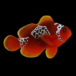Lightning Maroon Clownfish Premnas Biaculeatus