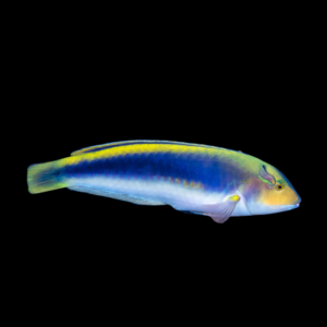 Lightning Wrasse Halichoeres Cyanocephalus