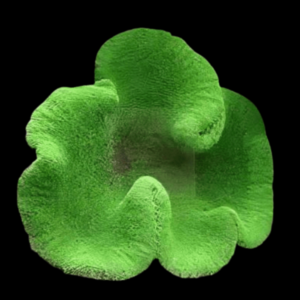 Lime Green Carpet Anemone Stichodactyla Haddoni