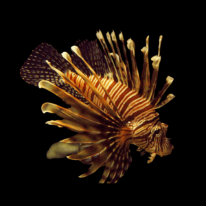 Broadbarred Firefish Lion Fish Pterois Antennata