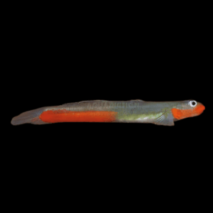 Lipstick Goby Sicyopus Jongkas 3cm