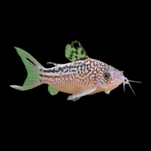 Little Corydoras Nanus 4cm Catfish