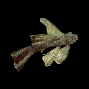 Long Fin Bristlenose Pleco Ancistrus