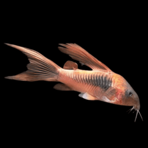 Long Fin Bronze Corydoras Aeneus 3cm Catfish