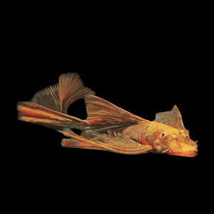 Long Fin Orange & Black Bristlenose Pleco Ancistrus 3cm