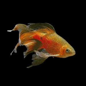 Long Fin Rosy Barb Pethia Conchonius 4cm