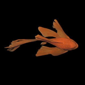 Long Fin Super Red Bristlenose Pleco Ancistrus