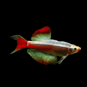 Long Fin White Cloud Mountain Minnow Tanichthys Albonubes 3cm