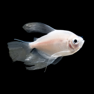 Long Fin White Widow Tetra Gymnocorymbus Ternetzi 3cm